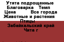 Утята подрощенные “Благоварка“,“Темп“ › Цена ­ 100 - Все города Животные и растения » Птицы   . Забайкальский край,Чита г.